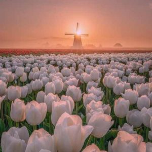 دانلود آهنگ درگیر عشق تو شدم تو که خواب و خیال شبامی